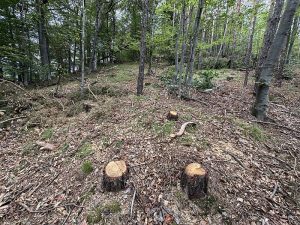 Община Пловдив ще събере общо 46 групи и изпълнители за фестивала Hills Of Rock 2026