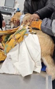 Нов електрически автомобил в помощ на мобилните социални услуги на община Антоново