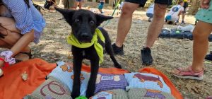 Андрий Сибига покани министър Надежда Нейнски да се запознае с архивни документи, свързващи исторически България и Украйна