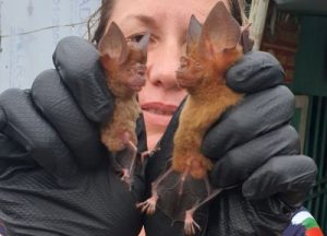 Китайските технологични акции се сринаха, тъй като индексът Nasdaq Golden Dragon се срина с 5% на фона на срива на глобалния пазар · TechNode