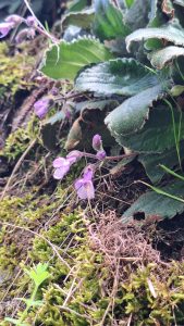 Коледният трактор в Сандрово разнася подаръци по домовете днес