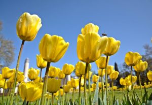 Развъдните асоциации ще получат над 6 млн. евро през 2026 г.