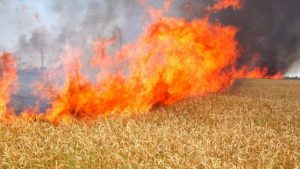 Техническа неизправност в селскостопанска техника предизвика пожари в житни блокове в селата Крушаре и Съдиево