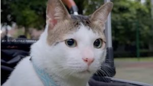 „Първата котка“ на Индонезия Боби Кертанегара получава подробности за сигурността на президента