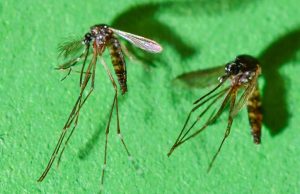 Как можете да се защитите, ако Хонконг има огнище на Chikungunya Fever?