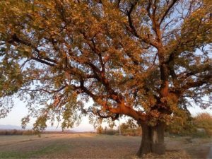 Основните лихви по заемите в Китай остават непроменени