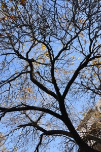 Санитарна резитба затваря част от ул. „Страхил Войвода“ на 26 ноември