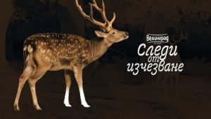 Изложба в Природонаучния музей представя уникални отливки от следи на застрашени животински видове