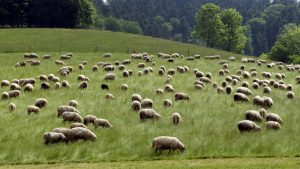 Овцевъди и козевъди получиха 19,4 млн. лева преходна национална помощ за Кампания 2025