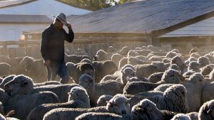 ДФЗ оторизира 2,245  млн. лева към фермерите, попадащи в зоните с ограничителни мерки във връзка шарката по дребните преживни животни