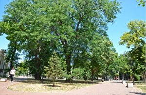 На 7 ноември ще бъдат премахнат още 5 от опасните дървета в Градската градина