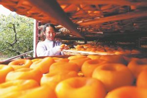 Вековни дървета и технологии създават просперитет