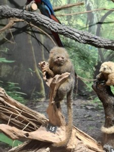 Най-малката маймунка в света вече е част от семейството на Регионален природонаучен музей – Пловдив