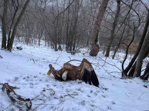 МОСВ призовава за по-добро прилагане на закона срещу отровителството на птици