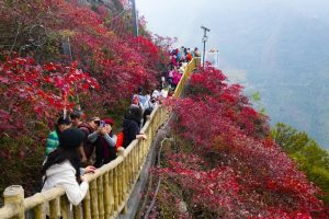 Фестивалът на червените листа в Чунцин с рекорд