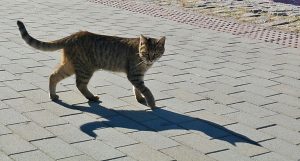 Продължава инициативата за кастрация на улични котки във Варна