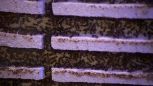 Контрабандата на мравки нараства в Кения, тъй като китайски гражданин е хванат с 2238 насекоми на летището