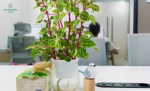 Dalan Technology набира многомилионно финансиране, водено от Sequoia China