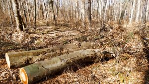 Задържаха тракторист с крадени дърва | Регионална телевизия Добрич