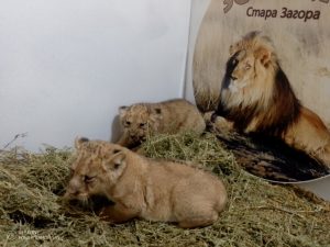 Зоопарк Стара Загора има трима нови обитатели