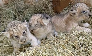 Имани, Макена и Заир са имената на трите лъвчета в Зоопарк Стара Загора