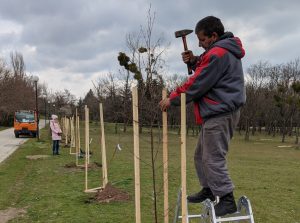 Община Варна напомня изискванията за засаждане на дървета в градска среда