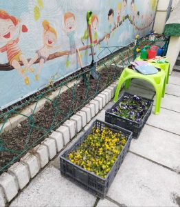 Деца и учители от четири детски градини засадиха теменужки в дворовете си