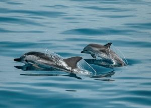 България предприема нови мерки за опазване на делфините в Черно море
