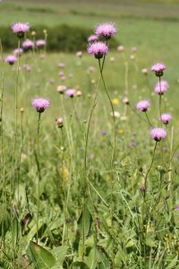 Обявена е нова защитена територия край река Студена