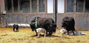 Планира да клонира над 100 яка до 2028 г