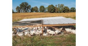 Пасищно птицевъдство и мобилни кокошарници
