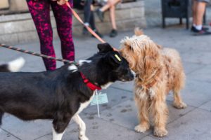 Започна инициативата „Регистрирай куче и спечели награда“