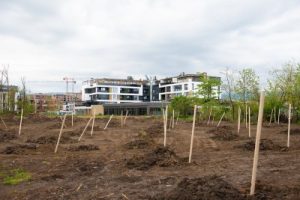 Десетки нови чинари обогатяват зелената система на Гребната база