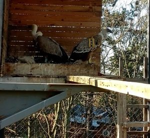 Зоопарк Стара Загора с нови обитатели – излюпиха се две малки белоглави лешоядчета