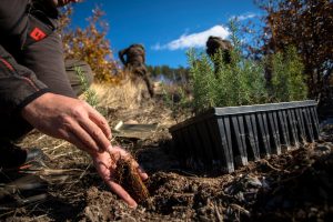 Над 1000 фиданки ще бъдат залесени в местността „Магарешка поляна“